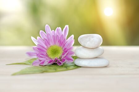 Pink flower of Chrysanthemum and white stones.の写真素材