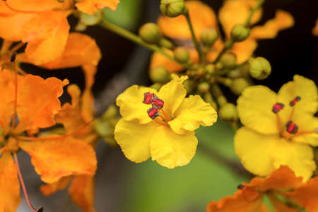 Orange Flower in the Rain Forestの写真素材