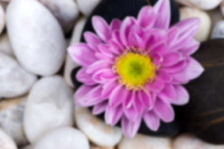 Blur image of Pink Chrysanthemum and stones.の写真素材
