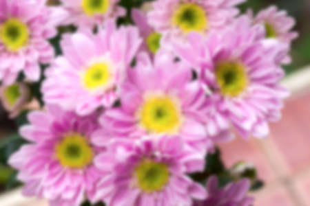 Blur image of Purple chrysanthemum flower.の写真素材