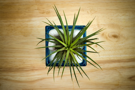 Air plant ( Tillandsia) on wood.の写真素材