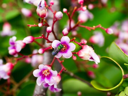 Pink color of star fruit flower and insect.の写真素材