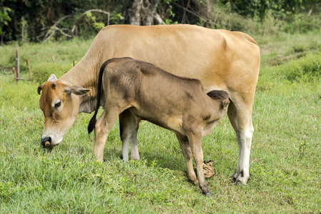 The calf was suckling from the mother cow.の写真素材