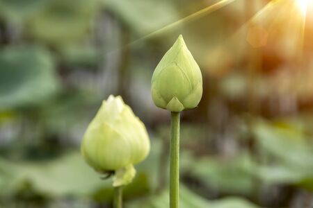 Green lotus flower blooming in the morning with sunlight.の写真素材