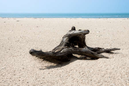 Stumps on empty beaches.の写真素材