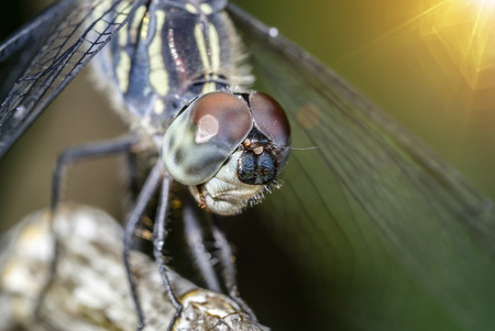 Close up eyes of dragonfly with sunlight.