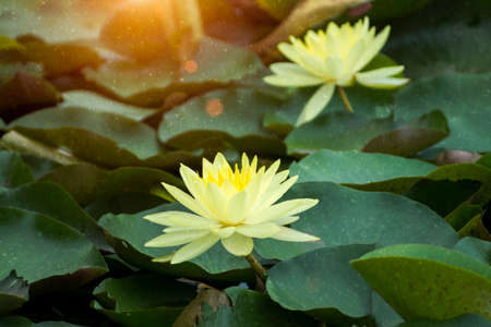 Beautiful yellow waterlily hybrid flower with light and rain.の写真素材