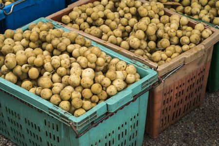 Duku or Long Gong fruit. (Lansium domesticum Corr.)の写真素材