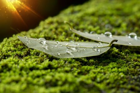 Soft focus of water drop on leave and moss with light.の写真素材