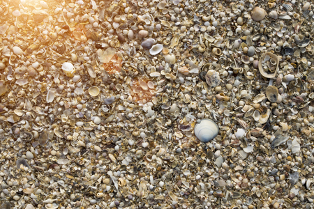 Shells on the beach background with sunlight.の写真素材