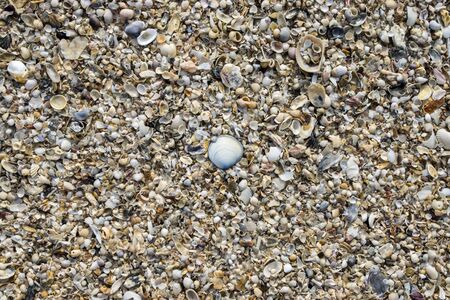Shells on the beach background.の写真素材
