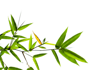Green bamboo leaves on white background.の写真素材