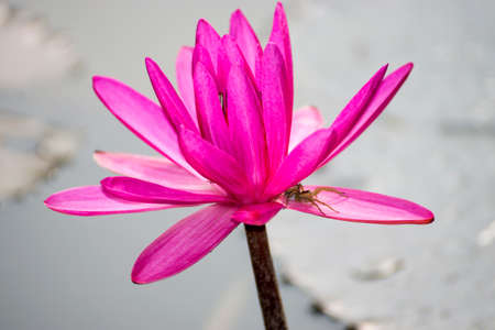 Beautiful pink waterlily flower in the pond.の写真素材