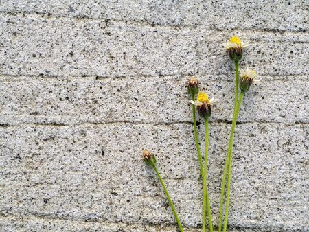 flower grass on the cement wall.の写真素材