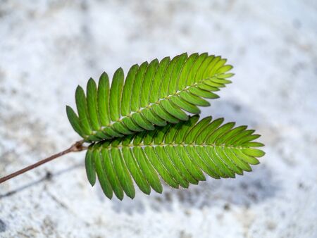 Leaf of sensitive plant (mimoza)