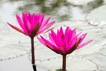 Beautiful pink waterlily flower in the pond.の写真素材
