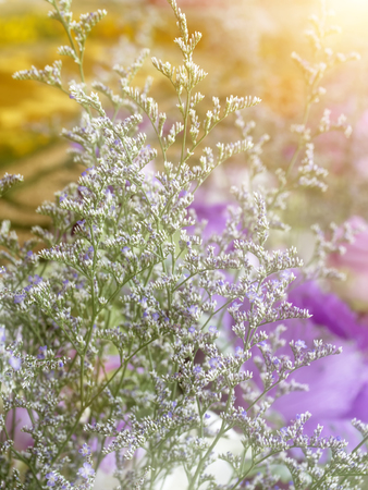 Plant with small flowers with sunlight, used for floral arrangements.の写真素材