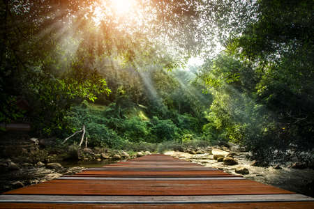 Wooden walkway into the forest.の写真素材