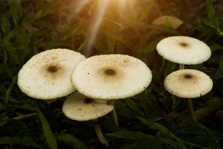 White poisonous mushrooms in the dark with sunlight.の写真素材