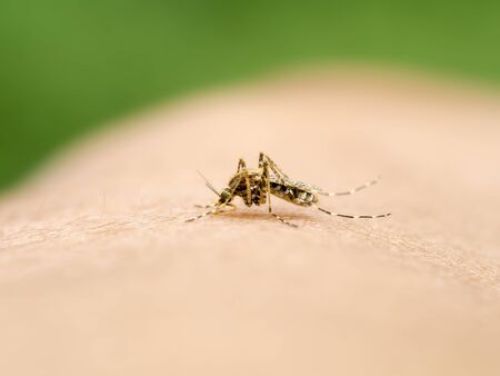 Close-up of a mosquito sucking blood.