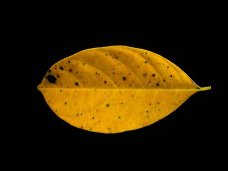 Yellow Jackfruit leaves on white background.