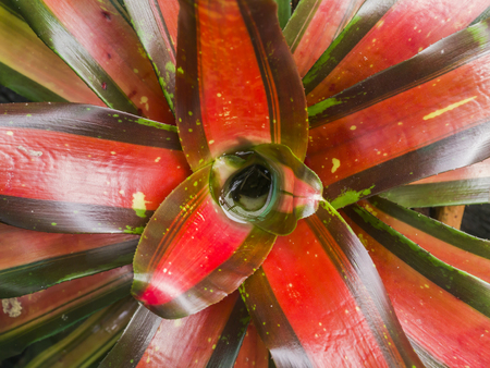 Close up of Bromeliad plants in the garden.の写真素材