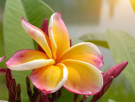 frangipani flower on the tree.の写真素材
