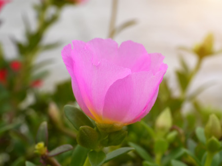 Portulaca flowers in the garden.の写真素材