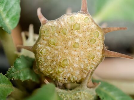 Close up image seed of The Dorstenia Plant. (Dorstenia Foetida)の写真素材