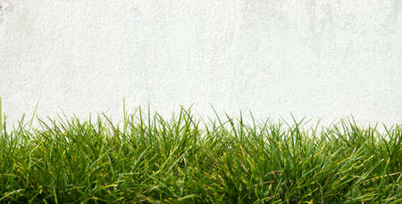 Old white wall And green grass.の写真素材