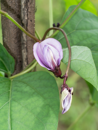 Winged bean flower on tree.の写真素材