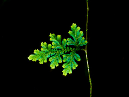Green fern background.の写真素材