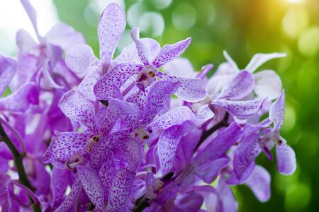 purple orchids in the garden.の写真素材
