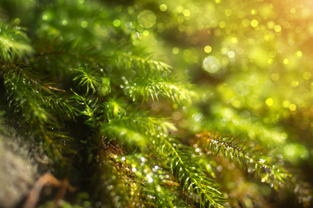 Blur image of Green moss in the morning with sunlight.の写真素材