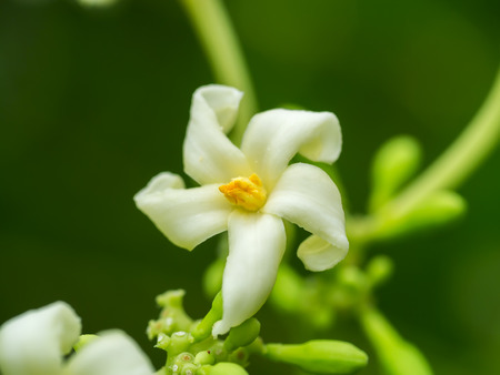 Papaya flower on treeの写真素材