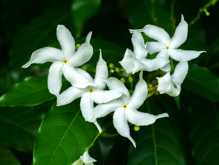 Gardenia jasminoides flower in the dark background.の写真素材