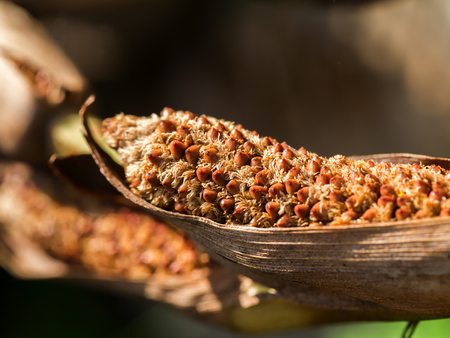 Salak flower on tree. (Salacca zalacca (Gaertn.) Voss )