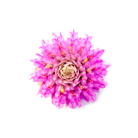 Close up of pink amaranth Flower.