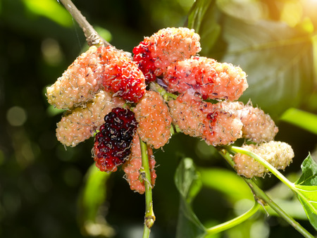 fresh organic mulberry on tree.の写真素材