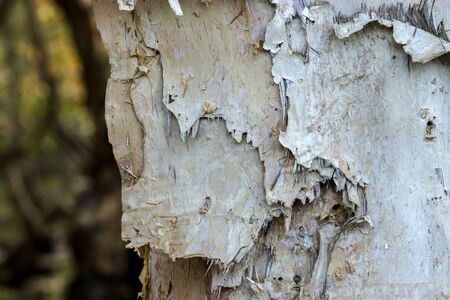 Bark for paper makingの写真素材