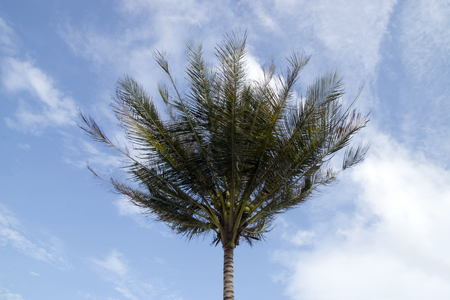 Coconut trees with blue sky and cloud.の写真素材