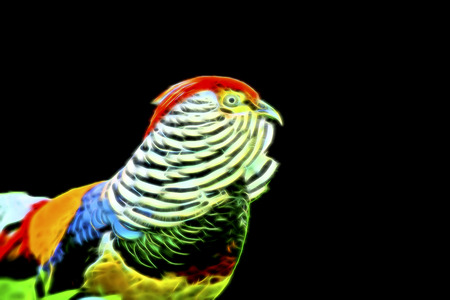 Glow image of Lady Amherst's Pheasat.の写真素材