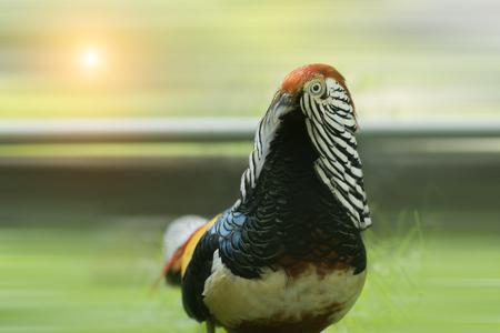 Lady Amherst's Pheasat.
(Scientific name - Chrysolophus amherstiae)の写真素材