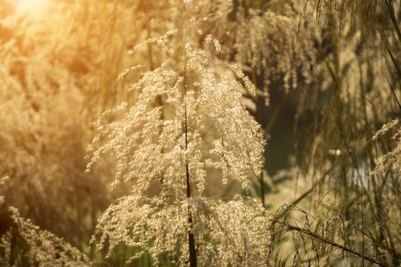 Brown grass in the summer with sunlight. Out of focus image.