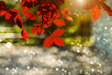 Leaves in spring season with sunlight.の写真素材