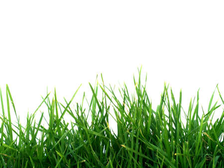 Green Grass and White Wall.