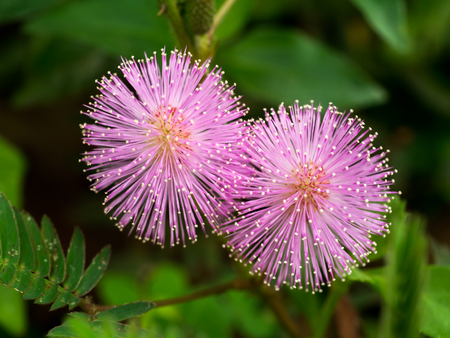 Sensitive flower. (mimosa pudica)の写真素材