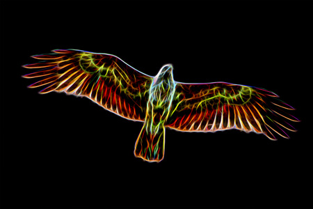 Glow image of Red-backed sea-eagle. (Scientific name - Haliastur indus)の写真素材