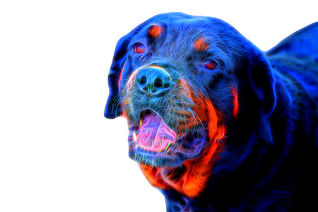 Glow image of Rottweiler.の写真素材