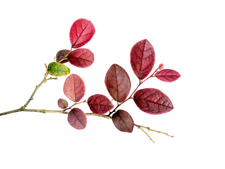 Chinese Fringe Flower, Chinese Witch Hazel, Loropetalum,の写真素材